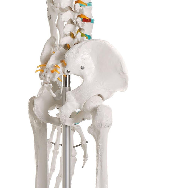 Anatomical model - Articulated Adult Human Skeleton