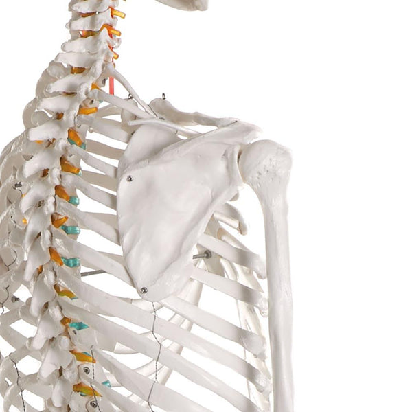 Anatomical model - Articulated Adult Human Skeleton