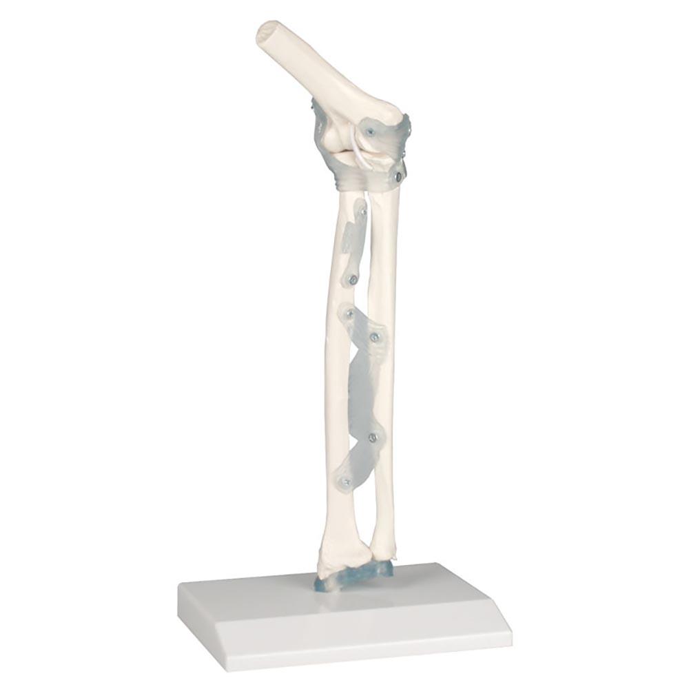 Anatomical model - Elbow joint model with ligaments and stand