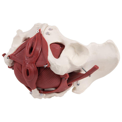 Anatomical model - Female Pelvic Floor Model - 12 pieces
