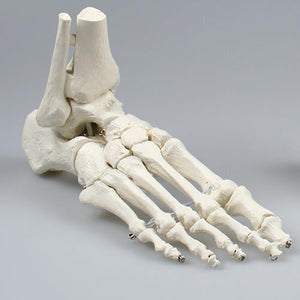 Anatomical model - Foot with Tibia and Fibula Insertion