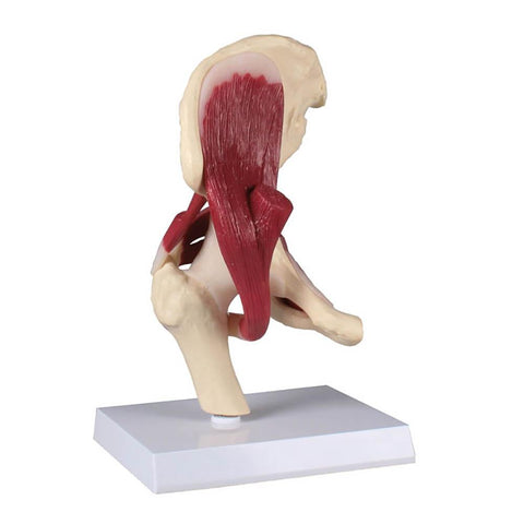 Anatomical model - Hip Joint model with muscles and Stand