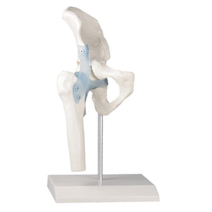 Anatomical model - Hip joint model with ligaments and stand