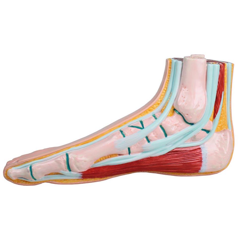 Anatomical model - Normal Foot Model