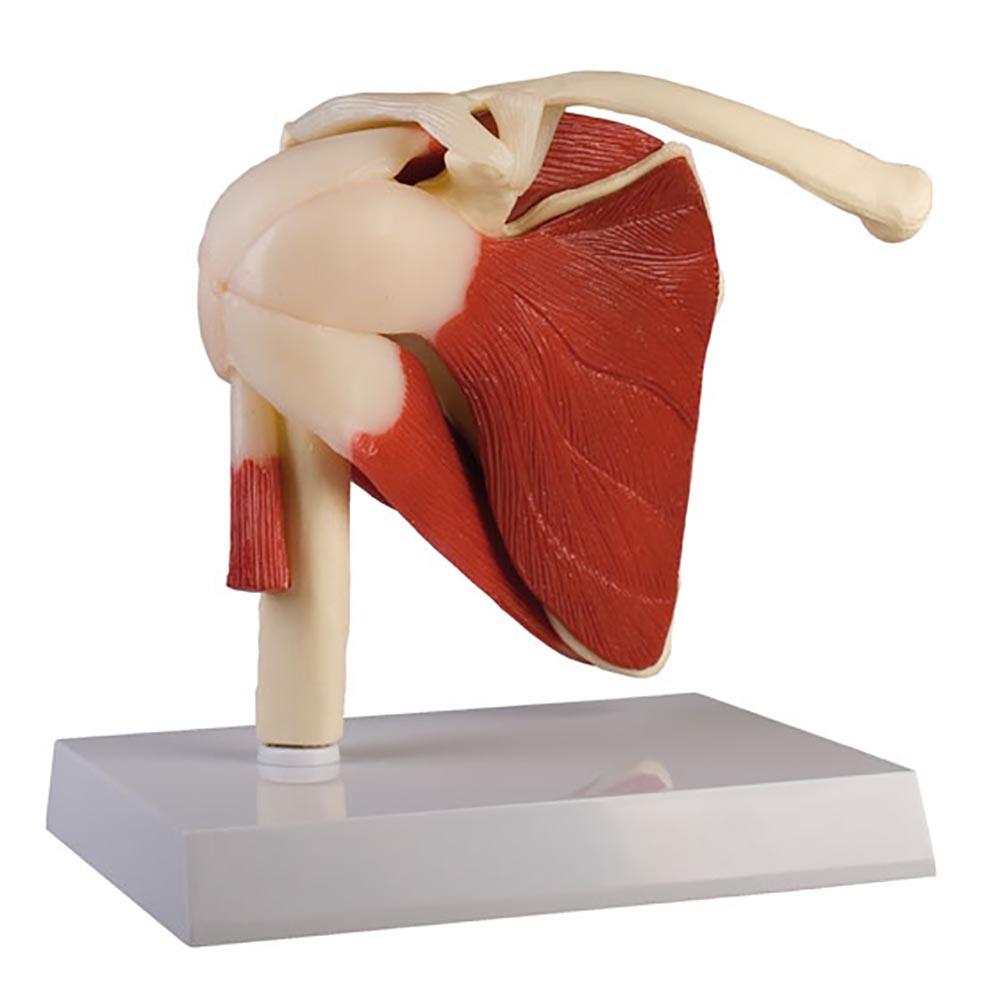 Anatomical model - Shoulder Joint model with muscles and Stand