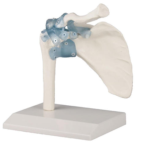Anatomical model - Shoulder joint model with ligaments and stand